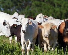 União de forças permitirá ao Paraná vencer no mercado de proteína de origem animal