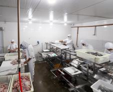 Piana recebe ministro da Pesca e apresenta produtores de tilápia do Norte do Paraná