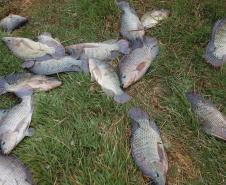 Piana recebe ministro da Pesca e apresenta produtores de tilápia do Norte do Paraná