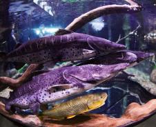 Novo atrativo: Foz do Iguaçu ganha um dos maiores aquários da América do SulNovo atrativo: Foz do Iguaçu ganha um dos maiores aquários da América do Sul