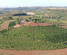 Lote vencedor da 23ª edição do Concurso Café Qualidade é certificado pela Adapar