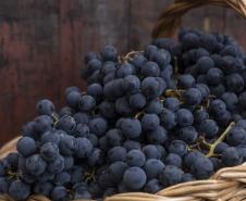 Rota da Uva & Vinho: Paraná lança circuito para impulsionar vitivinucultura e valorizar tradições