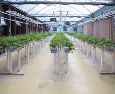 A UniFestval foi organizada em escolas temáticas, alinhadas aos pilares estratégicos do negócio, entre elas Escola do Encantamento, Escola do Varejo do Futuro, Escola do Crescimento, Escola da Qualidade e ESG, Escola do Cuidado, Escola do Acolhimento e Escola + Festval. 