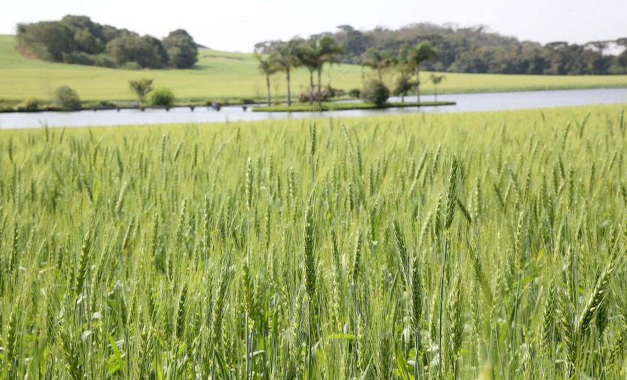Adapar estabelece critérios para adesão dos municípios ao Susaf-PR