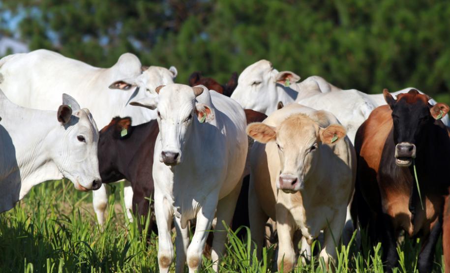União de forças permitirá ao Paraná vencer no mercado de proteína de origem animal