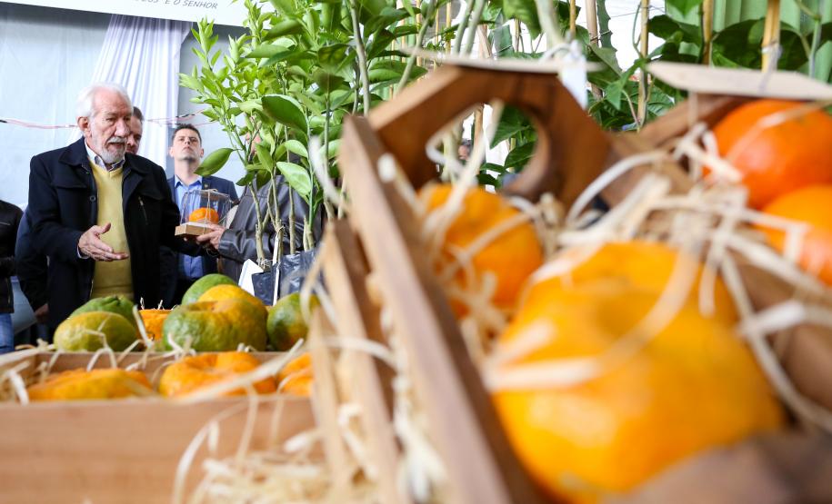 Piana destaca atuação do Estado para impulsionar a produção de ponkan em Cerro Azul