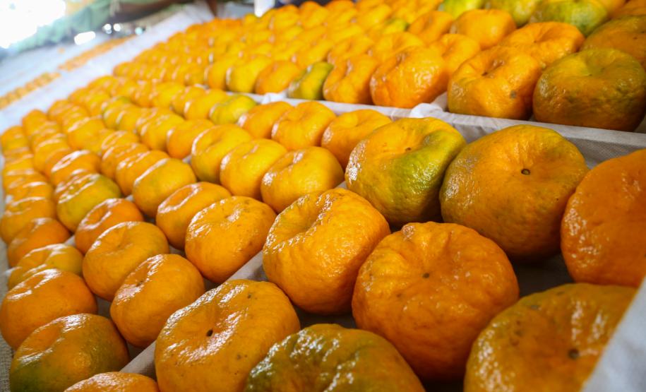 Piana destaca atuação do Estado para impulsionar a produção de ponkan em Cerro Azul