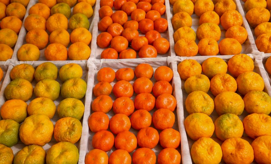 Piana destaca atuação do Estado para impulsionar a produção de ponkan em Cerro Azul