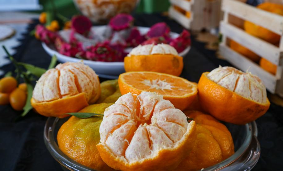 Piana destaca atuação do Estado para impulsionar a produção de ponkan em Cerro Azul