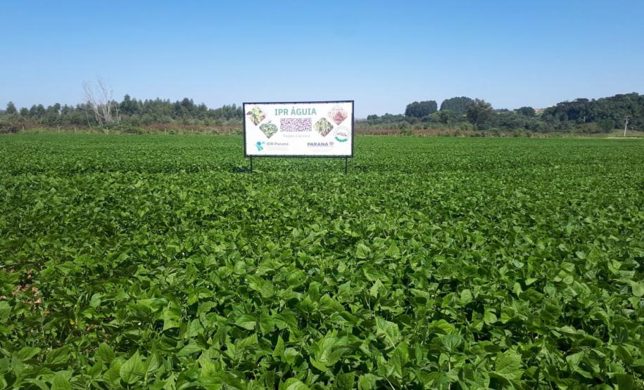 IDR-Paraná lança cultivar de feijão carioca que possibilita maior tempo de armazenamento