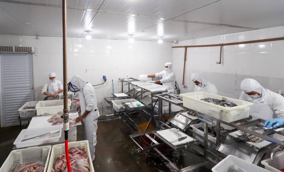 Piana recebe ministro da Pesca e apresenta produtores de tilápia do Norte do Paraná