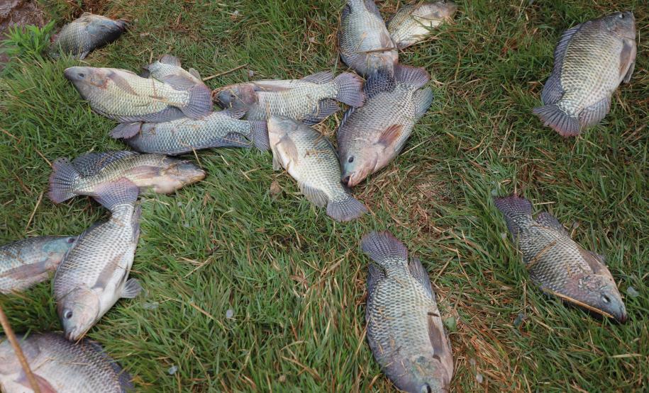 Piana recebe ministro da Pesca e apresenta produtores de tilápia do Norte do Paraná