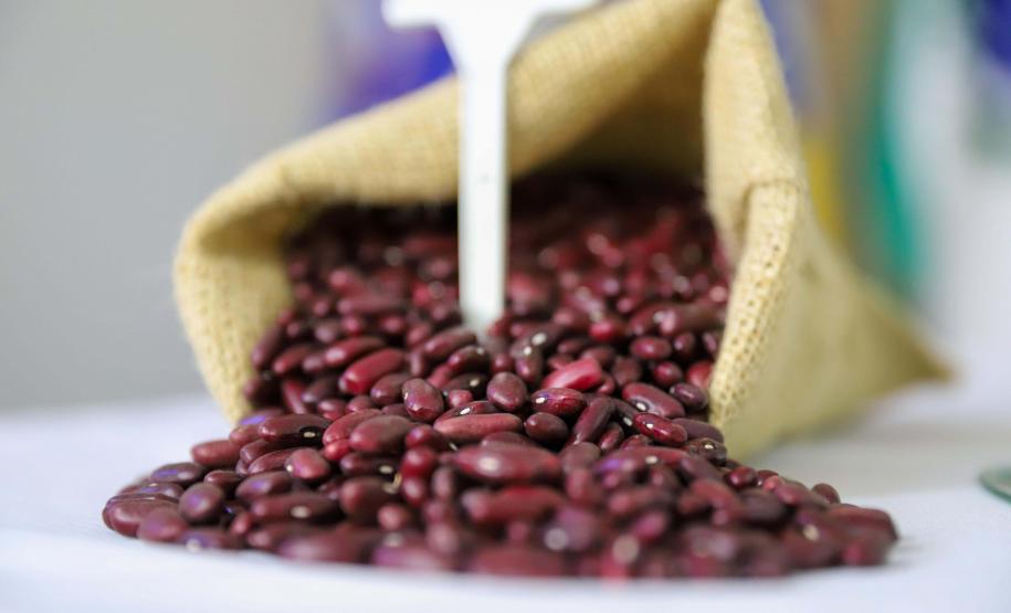 IPR Tapicuru: com muita ciência, Paraná entrega nova variedade de feijão para o Brasil