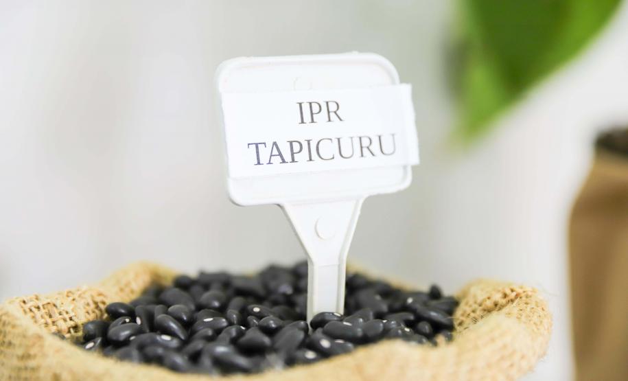 IPR Tapicuru: com muita ciência, Paraná entrega nova variedade de feijão para o Brasil