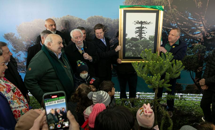 Jardim do Palácio Iguaçu recebe clone de araucária de 700 anos