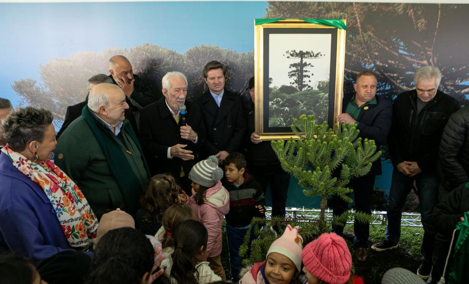 Jardim do Palácio Iguaçu recebe clone de araucária de 700 anos