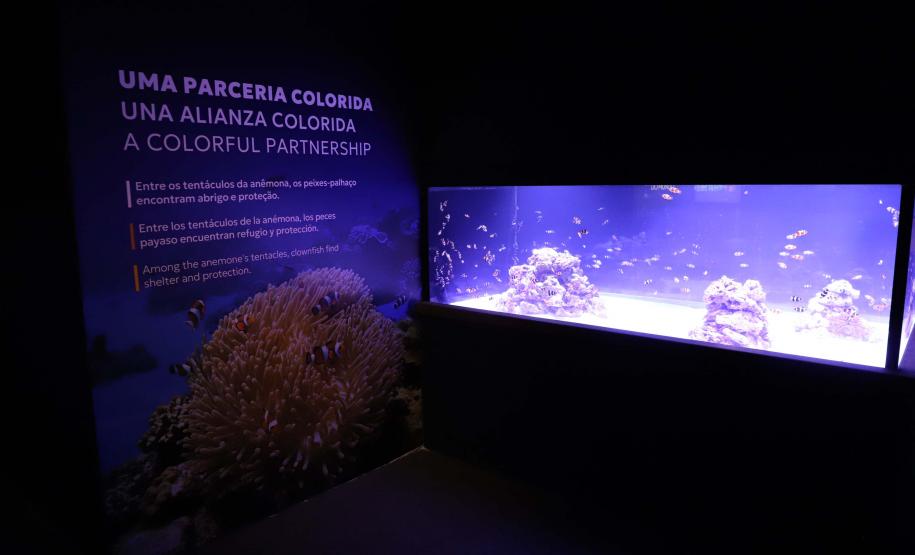 Novo atrativo: Foz do Iguaçu ganha um dos maiores aquários da América do SulNovo atrativo: Foz do Iguaçu ganha um dos maiores aquários da América do Sul