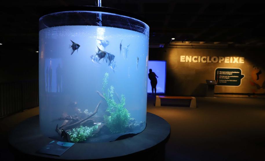 Novo atrativo: Foz do Iguaçu ganha um dos maiores aquários da América do SulNovo atrativo: Foz do Iguaçu ganha um dos maiores aquários da América do Sul