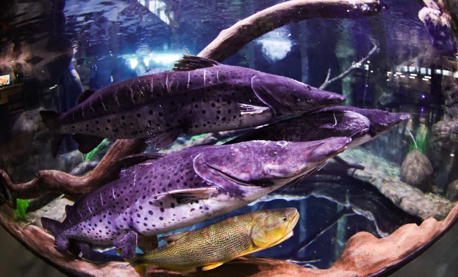 Novo atrativo: Foz do Iguaçu ganha um dos maiores aquários da América do SulNovo atrativo: Foz do Iguaçu ganha um dos maiores aquários da América do Sul