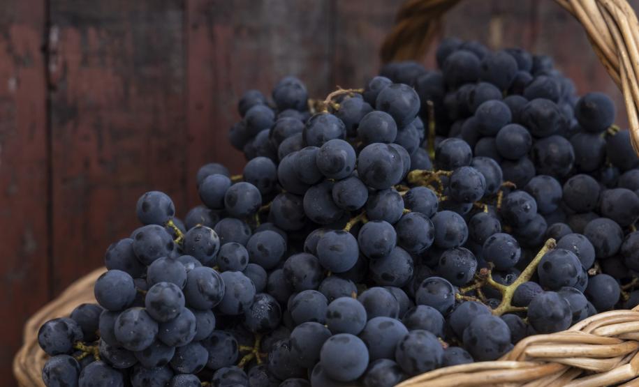 Rota da Uva & Vinho: Paraná lança circuito para impulsionar vitivinucultura e valorizar tradições