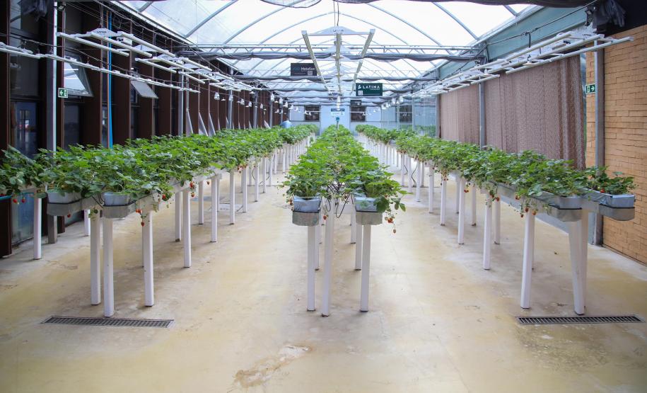 A UniFestval foi organizada em escolas temáticas, alinhadas aos pilares estratégicos do negócio, entre elas Escola do Encantamento, Escola do Varejo do Futuro, Escola do Crescimento, Escola da Qualidade e ESG, Escola do Cuidado, Escola do Acolhimento e Escola + Festval.